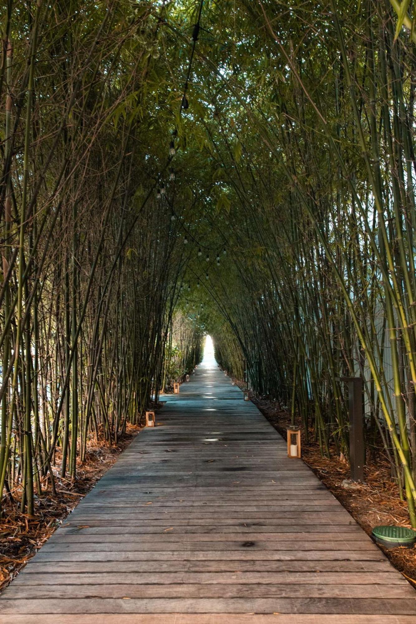 Nautilus Sonesta מיאמי ביץ' מראה חיצוני תמונה Bamboo forest in China